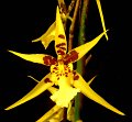 Maclellanara Yellow Star 'Okika' (2)